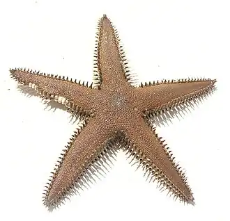 Astropecten polyacanthus