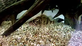 Coreoperca whiteheadi