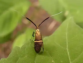 Nemophora aurifera