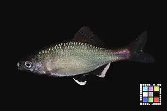 Acheilognathus tabira jordani