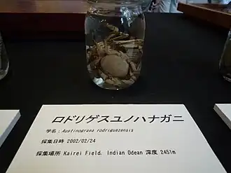 Austinograea rodriguezensis