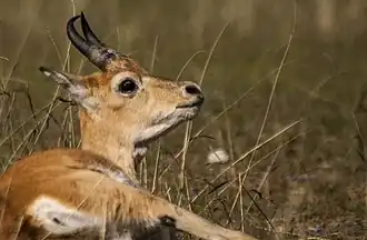 Chinese steppegazelle