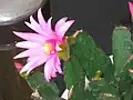 Schlumbergera rosea