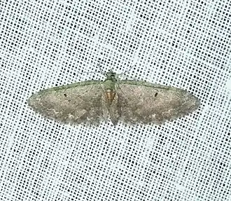 Eupithecia megaproterva