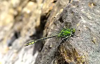 Ophiogomphus spinicornis