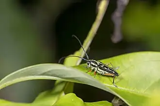 Glenea chrysomaculata