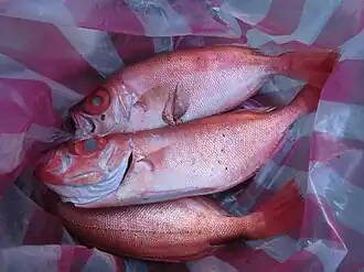 Australische grootoogbaars