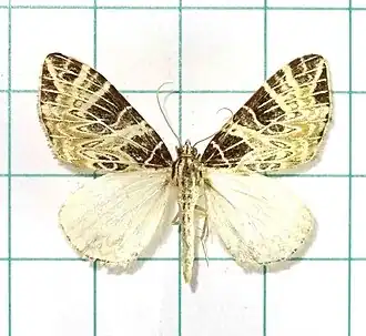 Eustroma changi