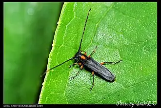 Phytoecia rufiventris