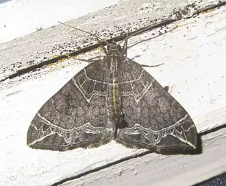 Ecliptopera recordans