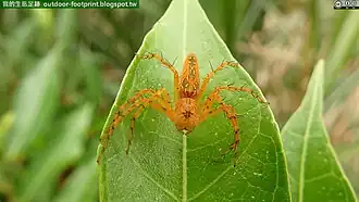 Hamadruas hieroglyphica