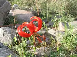Een rode Lilium-bloem.