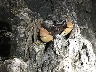 Geothelphusa makatao