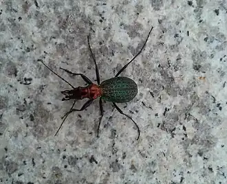 Carabus mirabilissimus