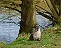 Otter Emmy in het British Wildlife Centre