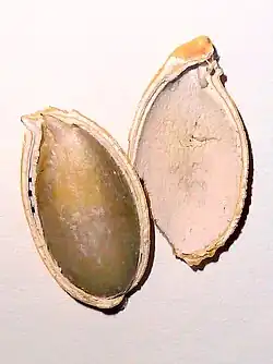 Doorgesnede zaad van reuzenpompoen met tegmen (binnenste laag zaadhuid) en testa (buitenste laag zaadhuid)