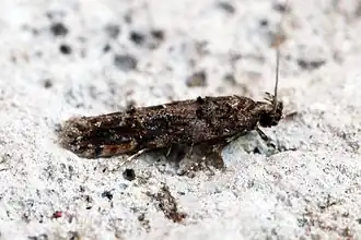 Fraaie korrelpalpmot