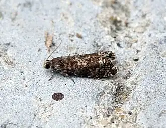 Kleine oogbladroller