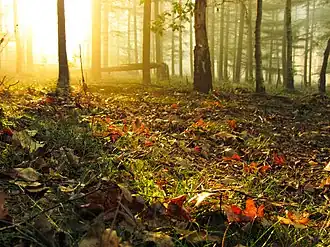 Boswachterij Amerongse Berg