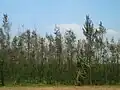 Casuarina equisetifolia plantage in India