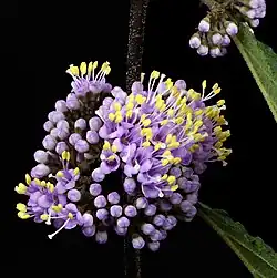 Bloem van Callicarpa bodinieri var. giraldii 'Profusion'