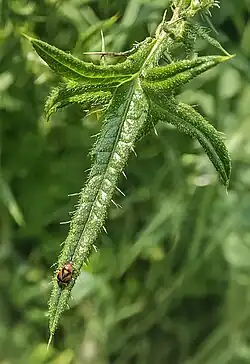 Uitzicht op het blad