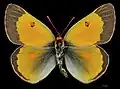 Colias chrysotheme ♂
