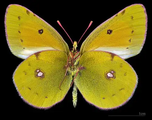 Colias myrmidone ♂ △