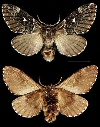 Cosmotriche lobulina