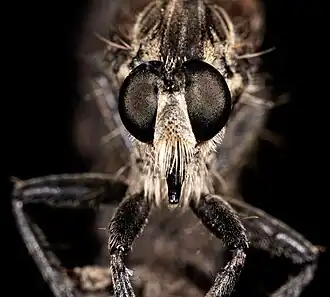 Dysmachus trigonus Portret