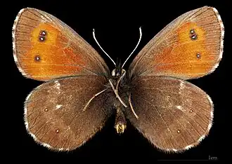 Erebia euryal adyte ♂ △