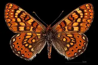 Euphydryas aurinia beckeri ♀