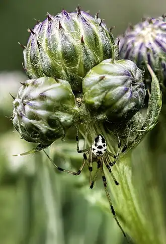 Heterotheridion nigrovariegatum