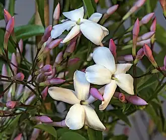 Jasminaceae