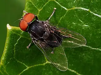 Zwarte champignonbreedvoet