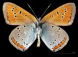 Lycaena dispar ♂ △