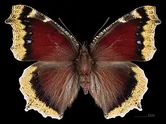 Afwijkende vorm Ex larva ♂