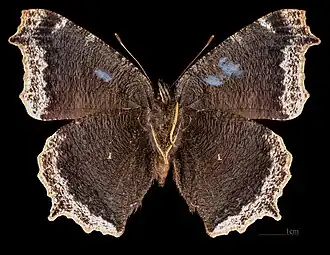 Afwijkende vorm Ex larva ♂ △