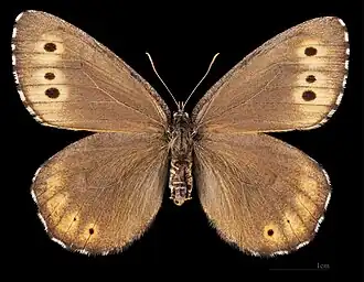 Baltische toendravlinder (Oeneis jutta)