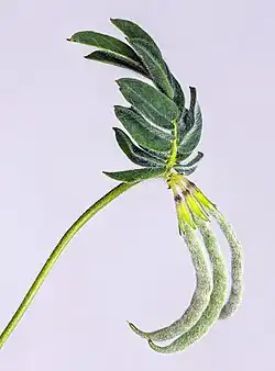 Morfologie van de vruchten die de naam aan het geslacht hebben gegeven.