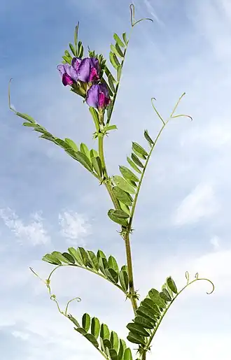 Vicia sativa