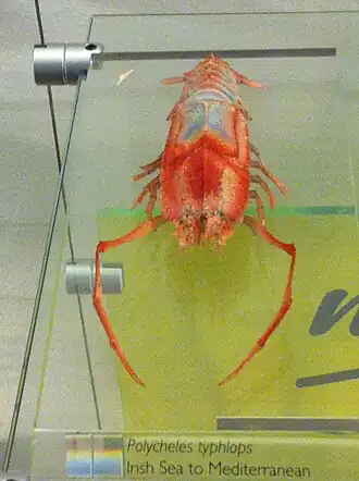 Polycheles typhlops