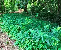 De arme subassociatie, als zoom (vroeg herfstaspect)