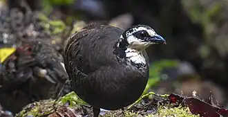 Grijsborstbospatrijs