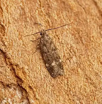 Lichte zuringpalpmot