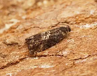 Pammene suspectana