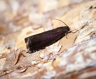 Zwarte rozenbladroller