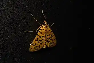 Conogethes pinicolalis