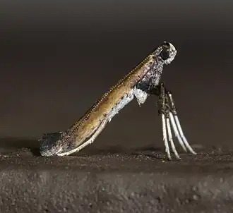 Caloptilia rhoifoliella