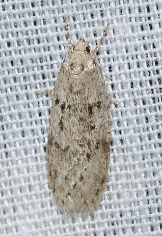 Semioscopis megamicrella